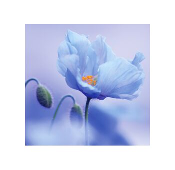 Crystals Singing Bowls Gift Card